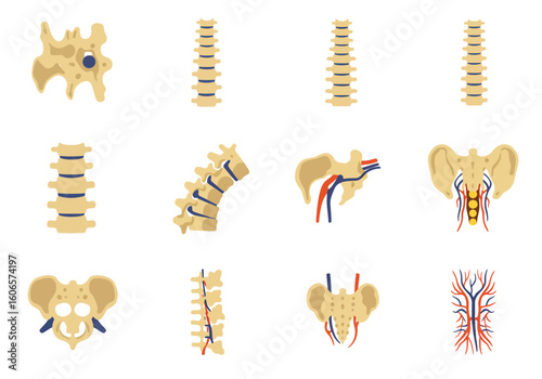 Medical illustrations of vertebrae and the pelvis showing skeletal structures and some blood vessel details
