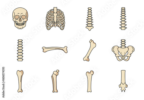 Skeletal system diagram showing human bones in a grid