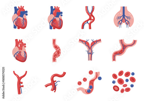 The image presents a variety of human hearts veins and other blood cell structures