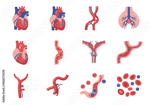 Twelve anatomical illustrations depicting the circulatory systems components blood and organs