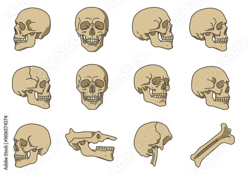 Twelve beige bone illustrations skulls viewed from multiple angles plus jawbone and femur all outlined in dark grey