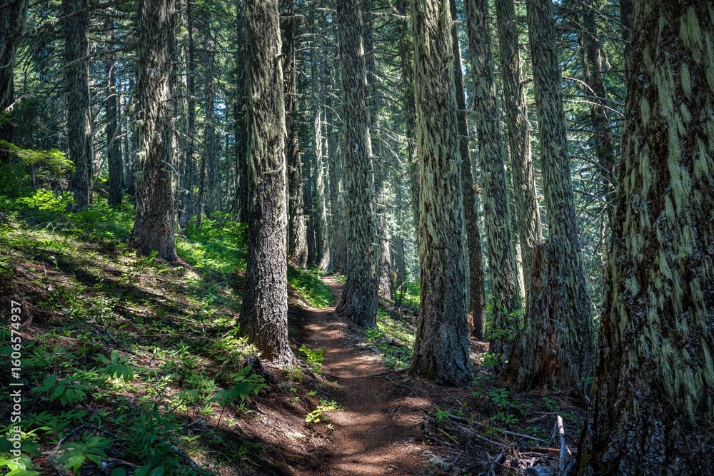 Fototapeta premium Serene forest trail through mossy trees