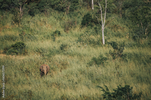 A lone elephant walks through tall green grass in a dense forest, surrounded by lush vegetation. A tranquil wildlife scene capturing the beauty of nature and animal life in the wild.