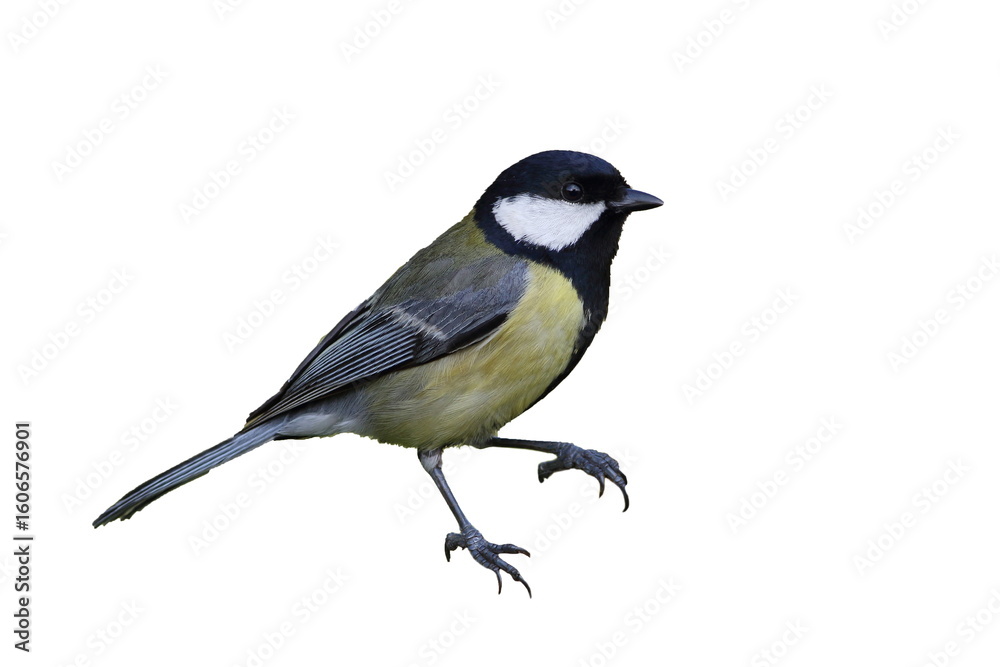 Obraz premium an isolated great tit bird (Parus major) on white background