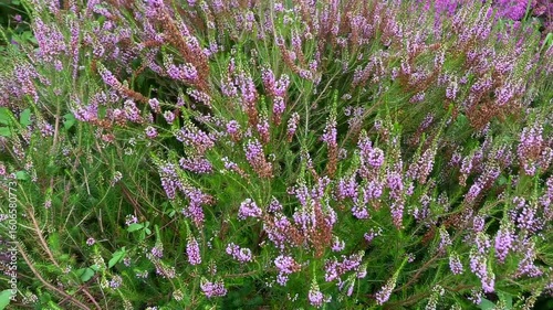 Calluna vulgaris