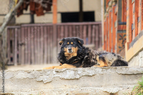 Fototapeta Naklejka Na Ścianę i Meble -  dog on the street