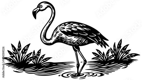 Black and white flamingo standing in water with reeds