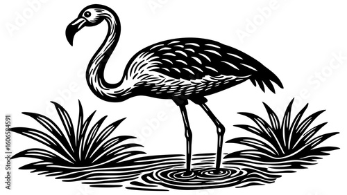 Black and white flamingo standing in water with reeds