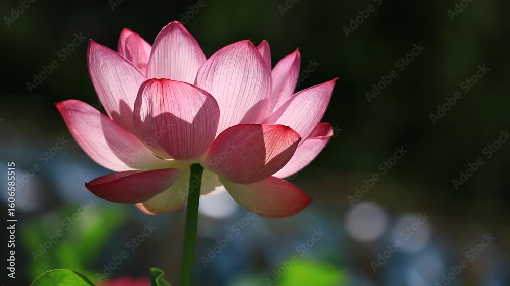 pink lotus blossoms in the Summer pink lotus blossoms in the Summer