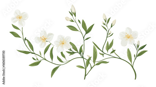 A digital illustration depicting several stems of white flowers and green leaves. The flowers are small, with five petals each, and are shown in various stages of bloom, including some buds. 