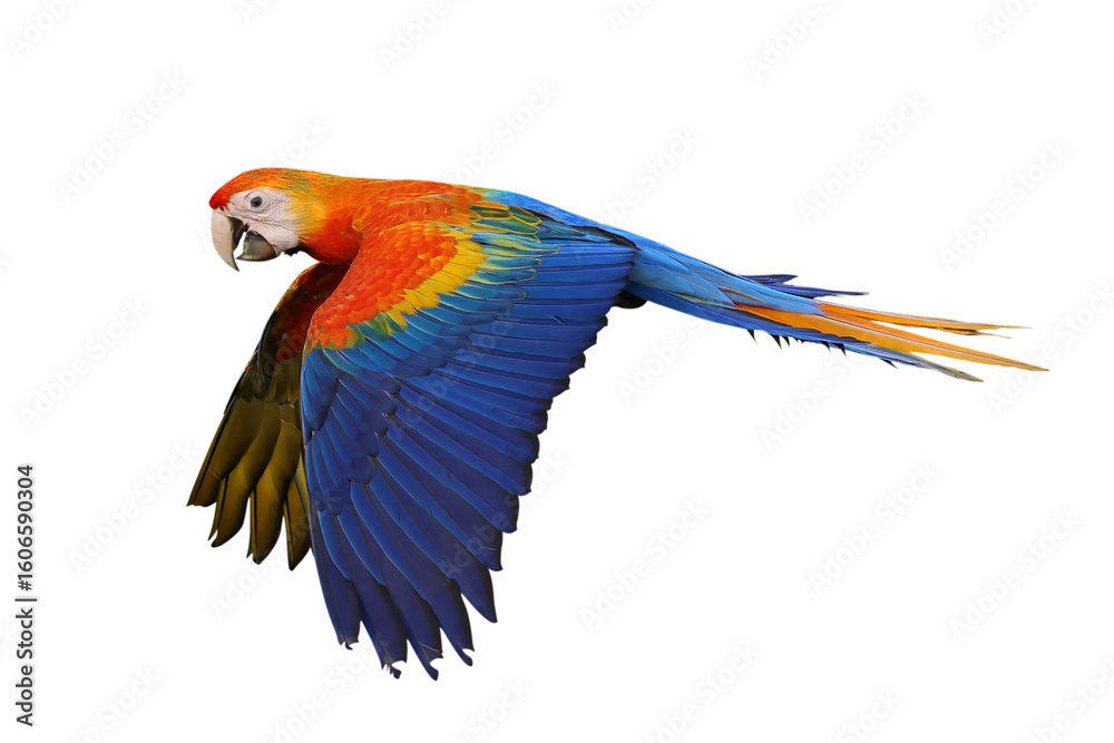 Fototapeta premium Colorful flying Camelot Macaw parrot isolated on transparent background png file