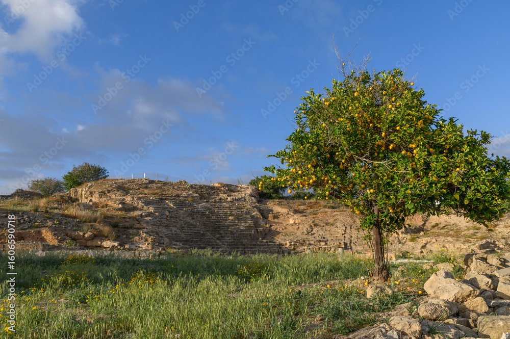 Fototapeta premium Solitary lemon tree on the grassy ruins of the Paphos Roman theatre, Cyprus
