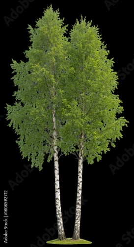 Two Birch Trees with Green Leaves on Black Background