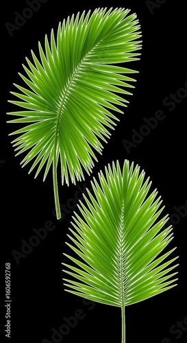 Two vibrant green palm fronds against black background