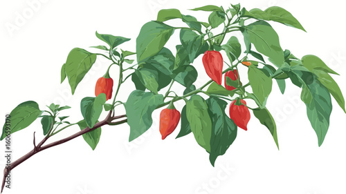 A digital illustration depicts a branch of a chili pepper plant against a white background. The branch features several red chili peppers in various stages of ripeness, along with vibrant green