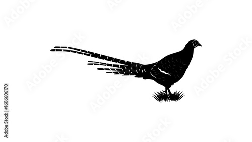 Mikado Pheasant, black isolated silhouette