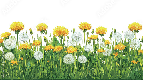Close-up photograph of a horizontal border composed of vibrant yellow dandelion flowers and fluffy white dandelion seed heads set against a bright green grass background. 