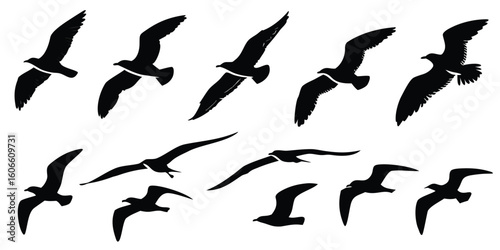 Collection of black silhouettes of flying seagulls against a white background