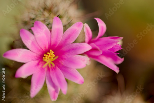 close up with blurred background of cactus flowers, selective focus