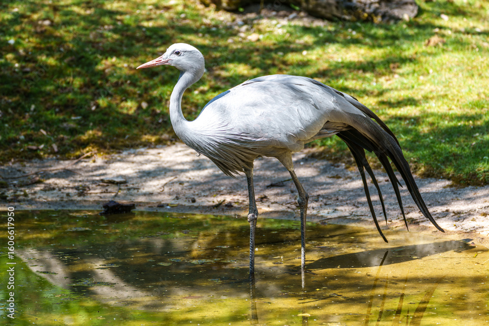 Naklejka premium The Blue Crane, Grus paradisea, is an endangered bird
