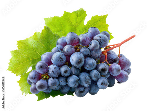 Harvesting fresh grapes vineyard food photography outdoor close-up. Isolated on transparent background, png.
