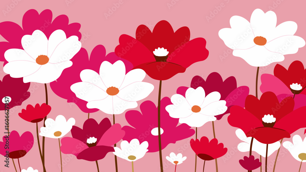 Vibrant Field Cosmos Shades Pink White Red Blooming Floral Beauty Vibrant Field Cosmos Shades Pink White Red Blooming Floral Beauty