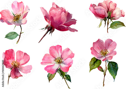 set of pink flowers