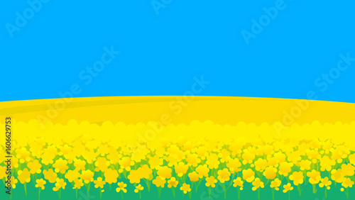 Wander through a vast rippling field of canola flowers in full bloom