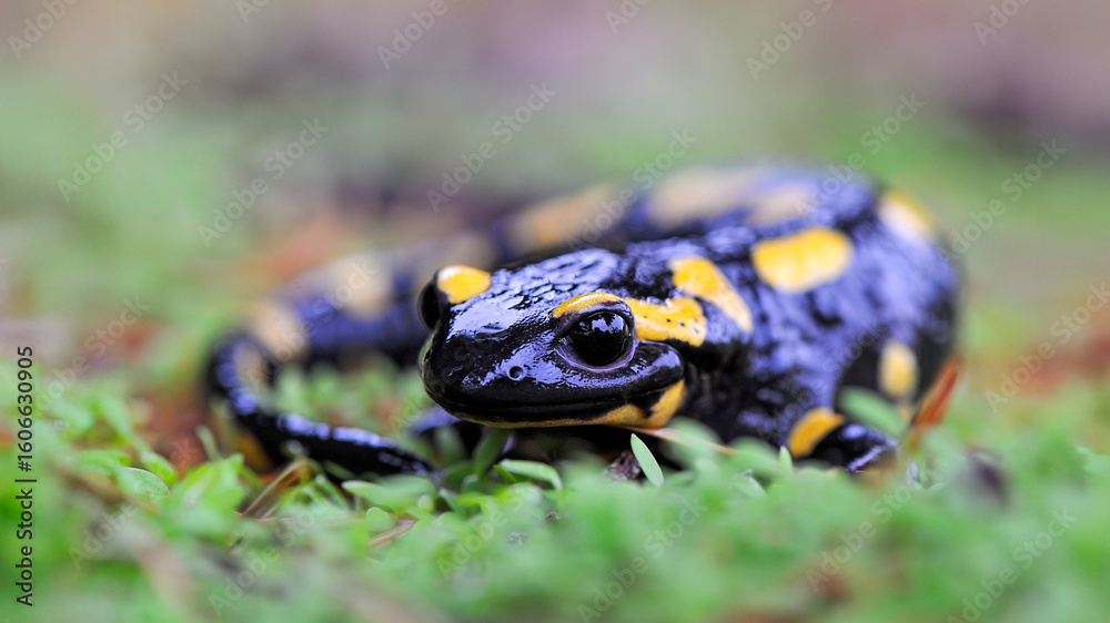 Obraz premium Speckled salamander in a garden after rain. Salamandra salamandra, Touraine, Indre et Loire 37, région Centre Val de Loire, France, European Union, Europe