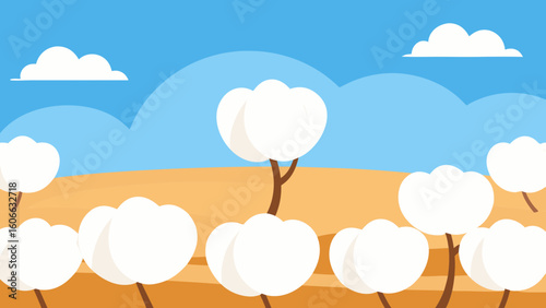 Observe a Field of Ripe Cotton with White Fluffy Bolls Ready for Harvest