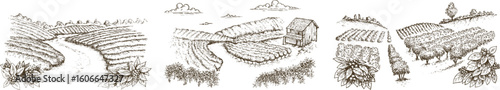 Coffee plantation in hand draw sketch style. Monochrome sketch panoramic nature landscape. Vintage vector illustration.