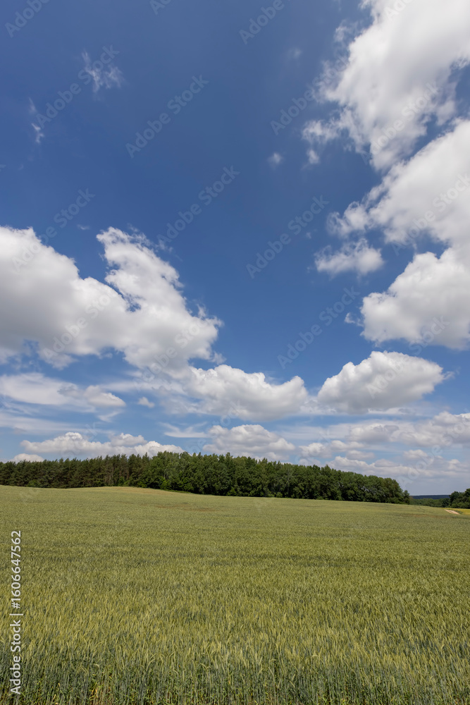 Obraz premium wheat in the summer, grain wheat during ripening in the agricultural field, blue sky with clouds