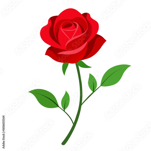 Red rose isolated flower 
