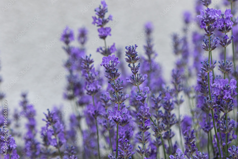 Fototapeta premium Lavender blooms creating a vibrant purple display in a tranquil garden setting during late springtime