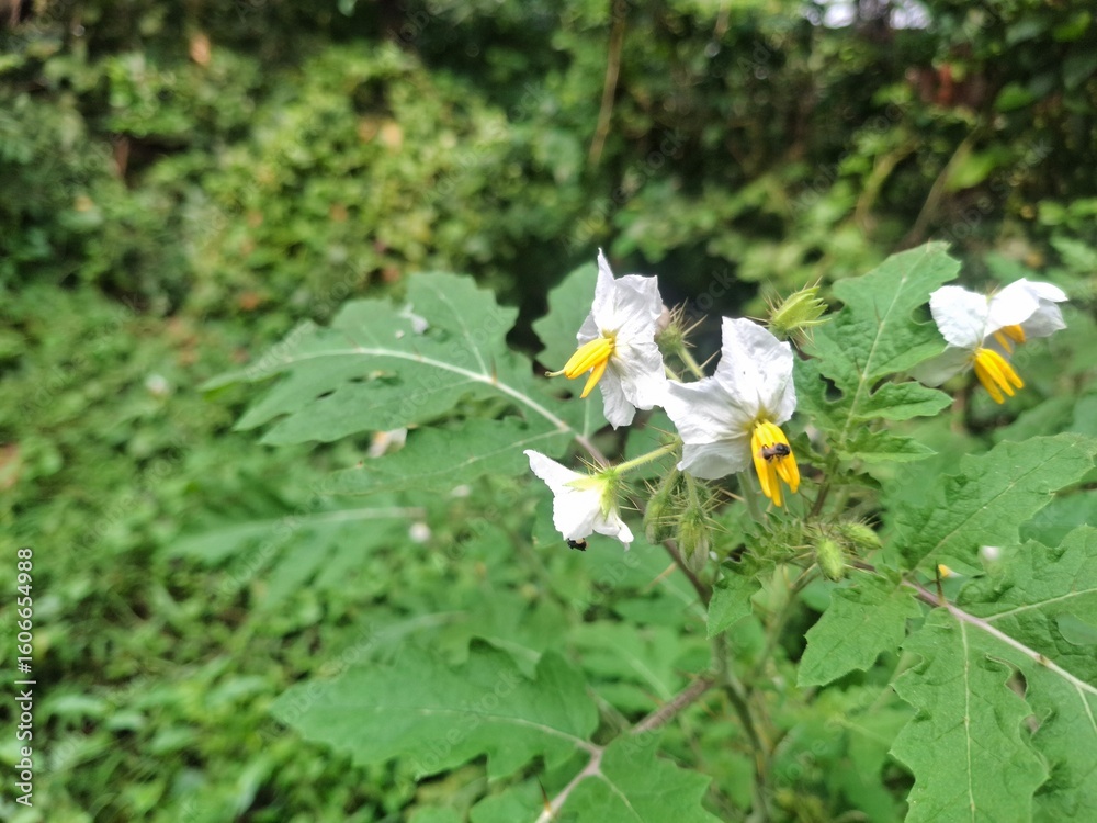Obraz premium Sticky nightshade, a prickly perennial plant with purple flowers and yellow stamens, has toxic berries and thorny leaves. 