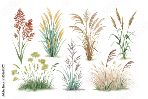 set of watercolor marsh grass vector illustration isolated on white background
