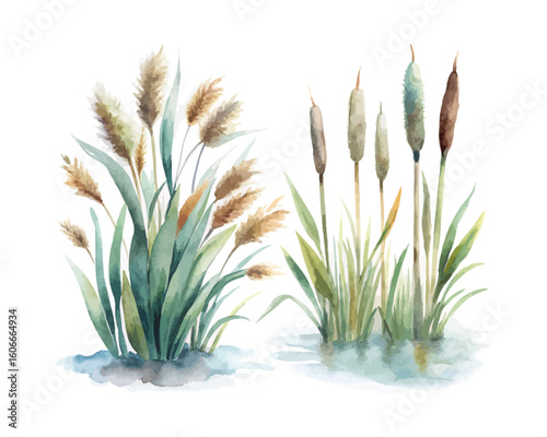 watercolor marsh grass vector illustration isolated on white background