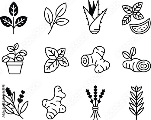 Collection of hand drawn botanical illustrations of herbs and plants