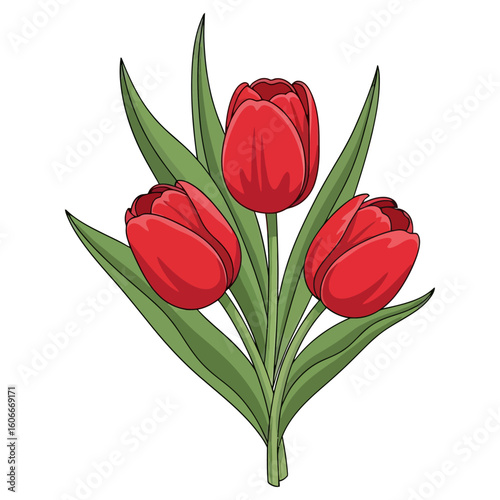Red Tulips with Green Leaves clipart vector illustration
