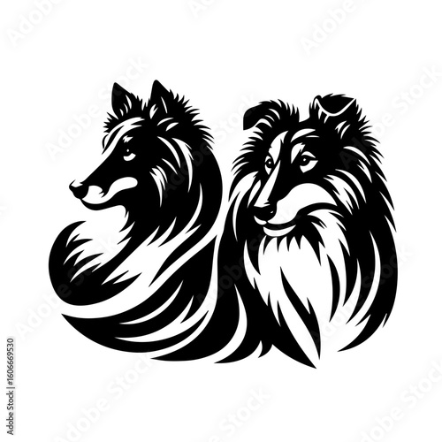 Two shetland sheepdogs are standing, isolated on white background