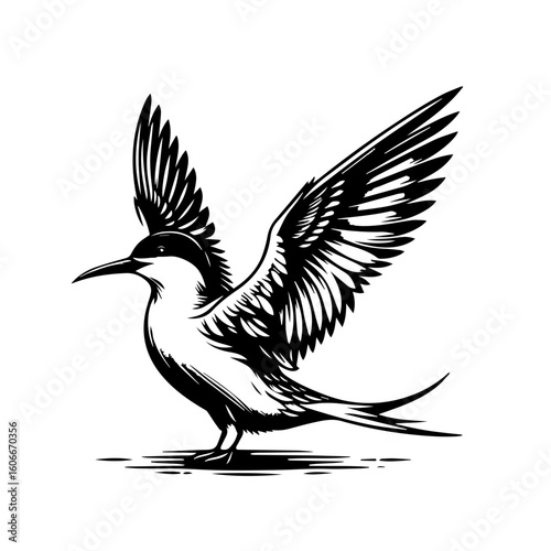 A tern flying with its wings spread, isolated on white background