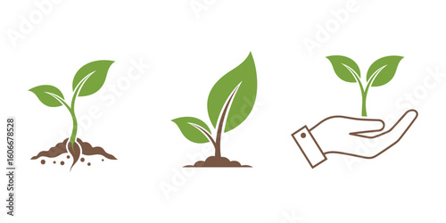 Three Green Sprouts Plants Grow, in Soil and Hand, Organic concept, Nature and Gardening, Vector Illustration