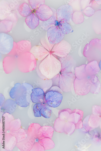 artistic pink and violet floral background with floating hortensia flowers in milk and water