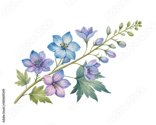 watercolor Delphinium Branch vector illustration isolated on white background