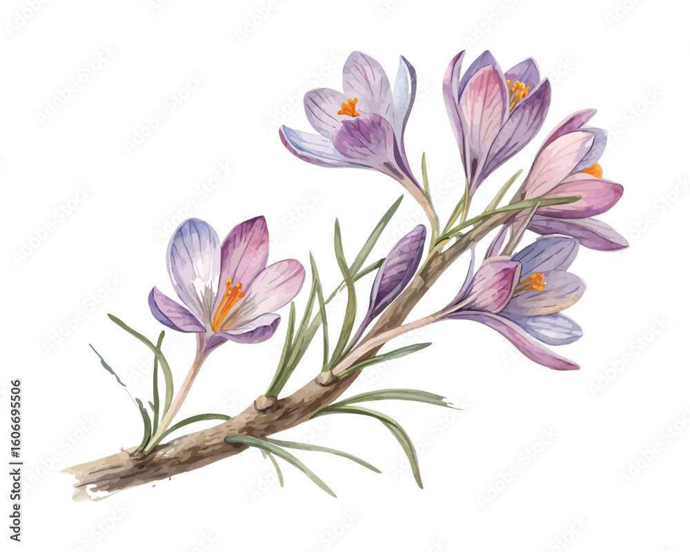 Fototapeta premium watercolor Crocus Branch vector illustration isolated on white background