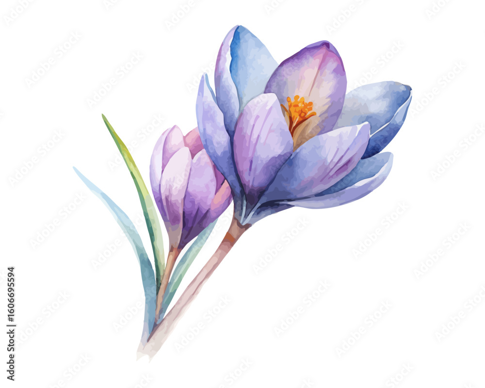 Fototapeta premium watercolor Crocus Branch vector illustration isolated on white background