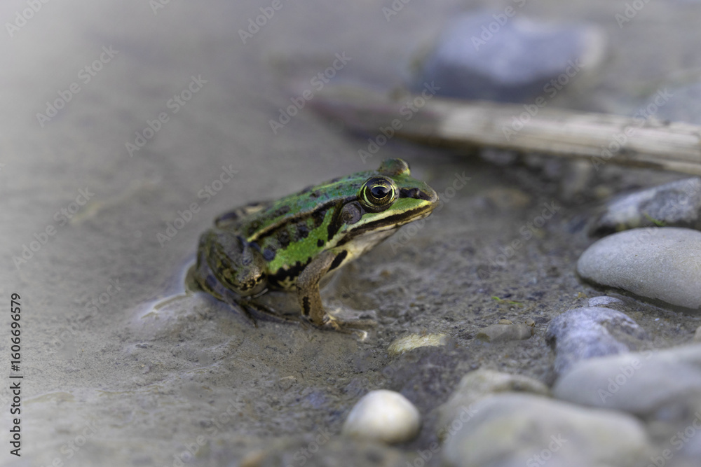 Obraz premium sitzender Frosch