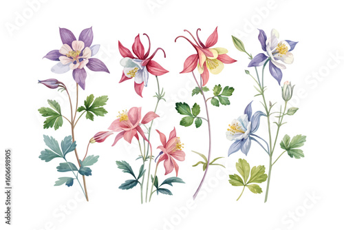set of watercolor Columbine Branch vector illustration isolated on white background