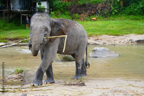 Photography Two Asian elephants eat sugarcane near a beautiful natural waterfall