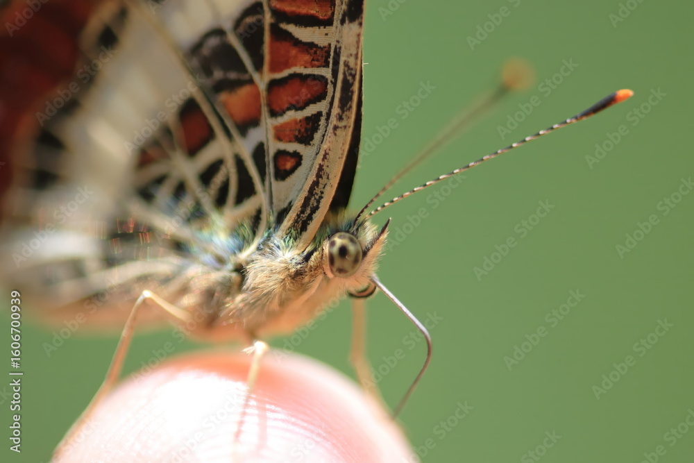 Obraz premium 【サカハチチョウ 手乗り】